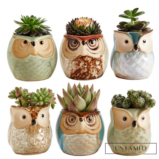 6 Piece Ceramic Owl Flower Pot