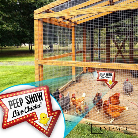 Peep Show Live Chicks Chicken Coop Decor