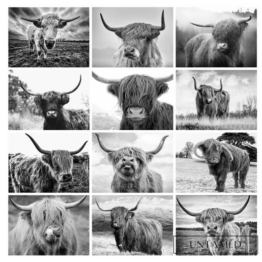 Black and White Highland Cow Canvas Painting